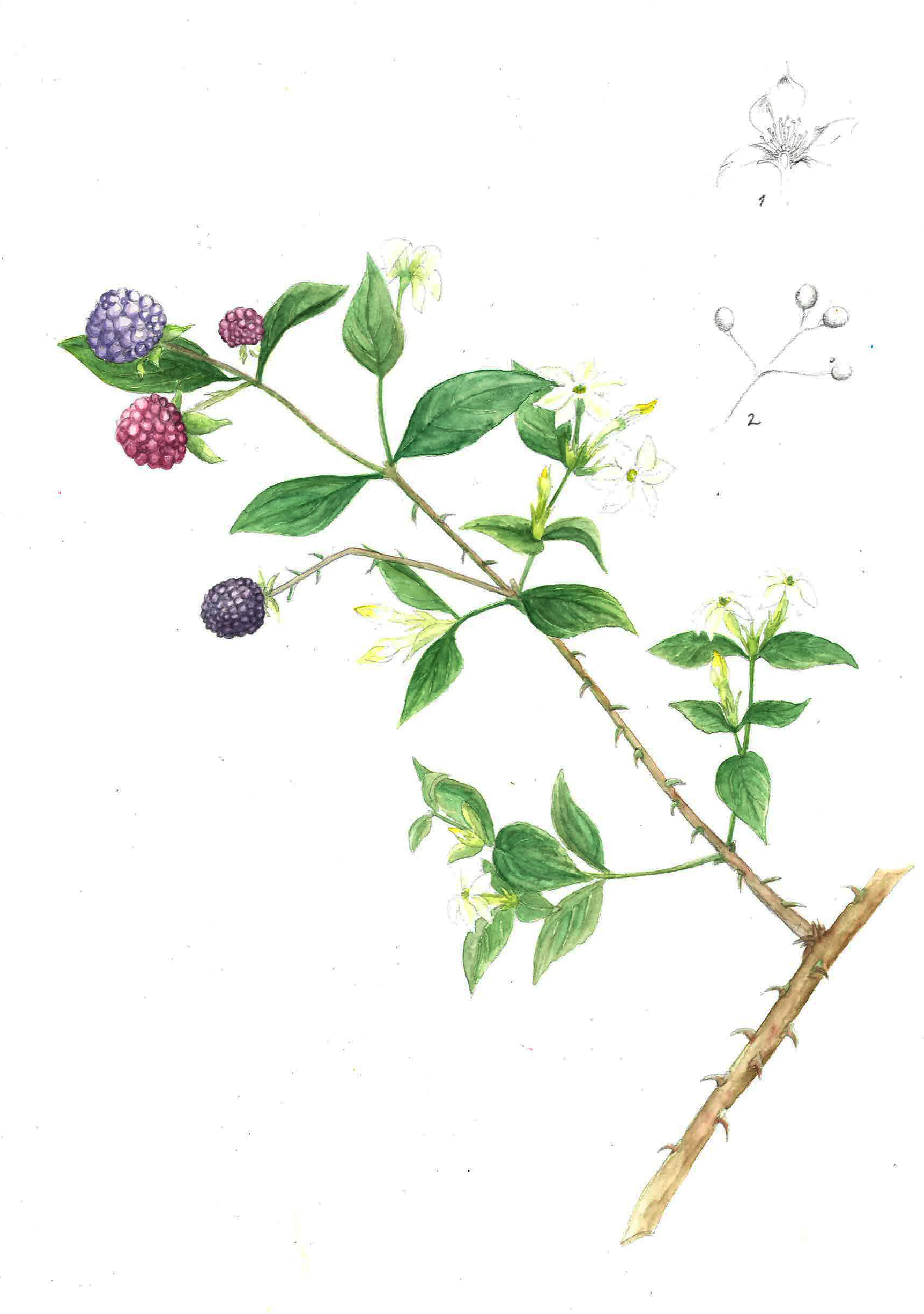 Jasmin Rubus Officinale Fruticosus