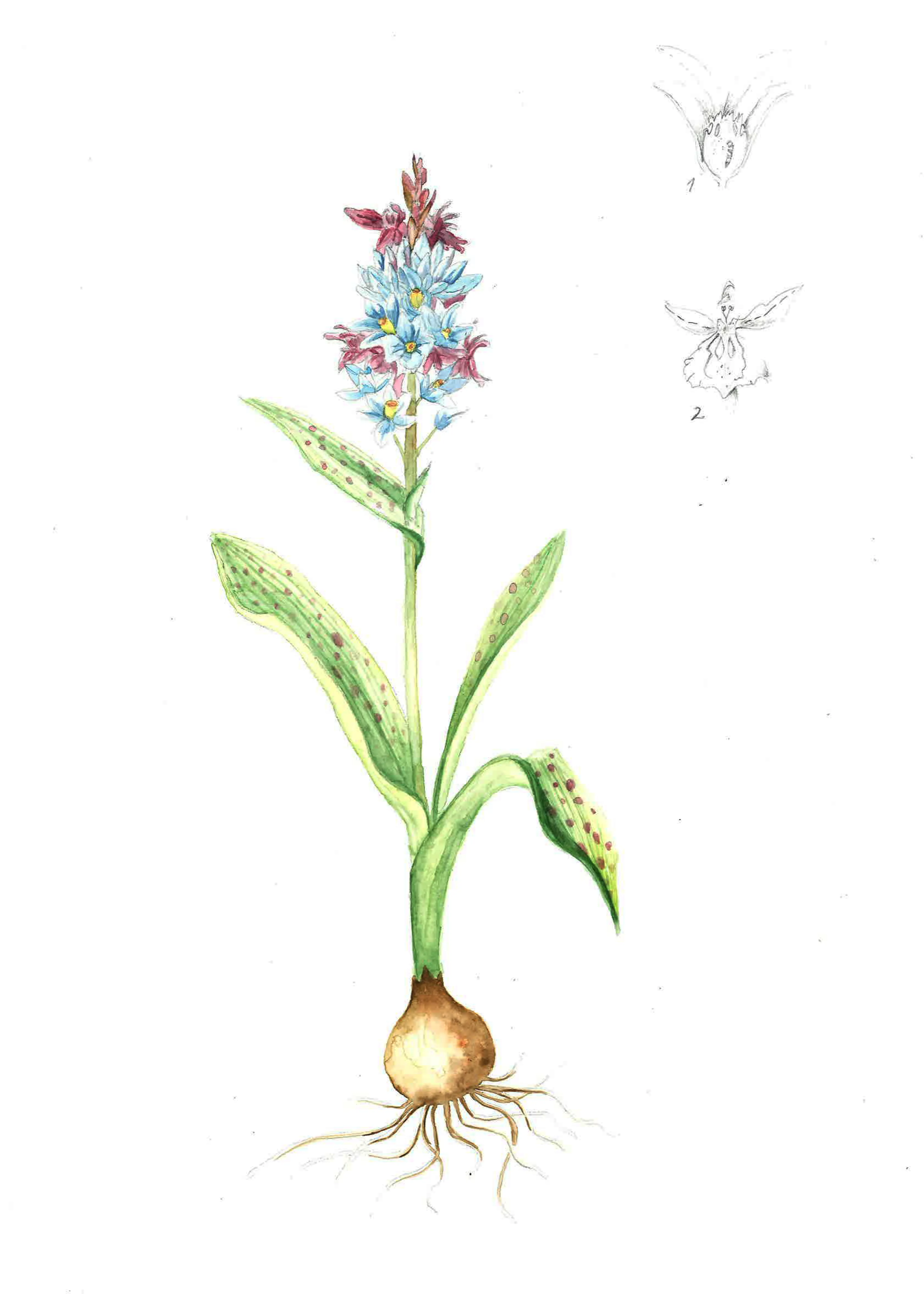 Puschkinia Dactylorhiza Maculata